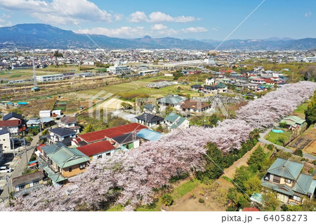 小田原市　田島桜の里 64058273