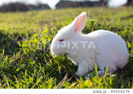 little white rabbit 64058276