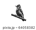 コゲラ　鉛筆イラスト 64058382