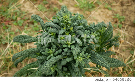 Lacinato winter tuscan kale cabbage plant leaf harvest vegetables Brassica oleracea kale bush, cavolo nero Italian resistant frost in the garden farm field with clays soil clay, Tuscany Italy, farm 64059230