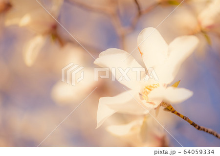 コブシの花 64059334
