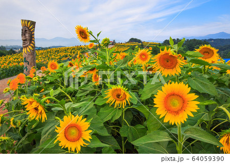 花 ヒマワリ 青い空 64059390
