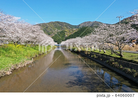 松崎町 桜並木 松崎町 桜並木 64060007