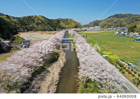 松崎町 桜並木 松崎町 桜並木 64060008