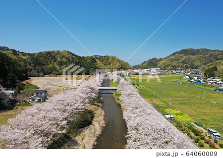 松崎町　桜並木 64060009