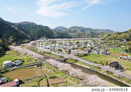 松崎町　桜並木 64060018