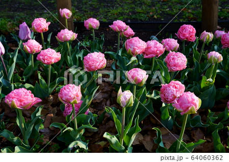 チューリップ 64060362
