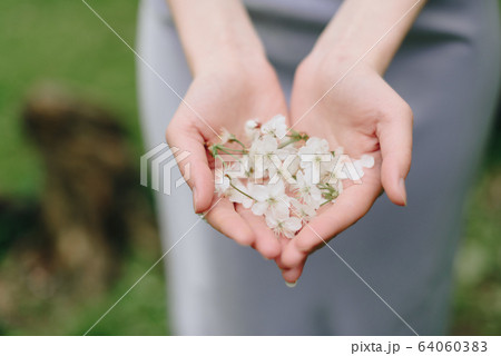 the girl holds white cherry petals in her hands the girl holds white cherry petals in her hands 64060383