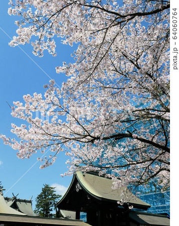 満開の桜が美しい復興工事中の阿蘇神社　（熊本県） 64060764