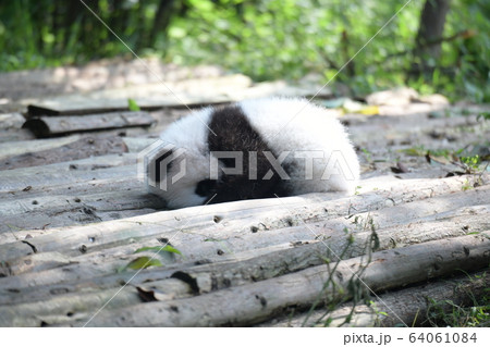 あかちゃんパンダ 64061084