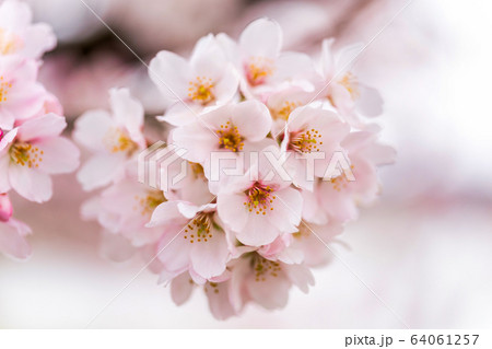 満開間近の一目千本桜　宮城県大河原町 64061257
