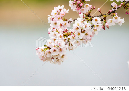 満開間近の一目千本桜　宮城県大河原町 64061258