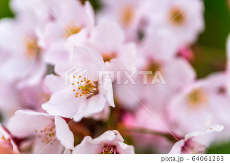 満開間近の一目千本桜　宮城県大河原町 64061263