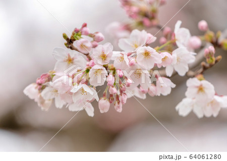 満開間近の一目千本桜 宮城県大河原町 満開間近の一目千本桜 宮城県大河原町 64061280