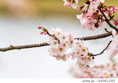 満開間近の一目千本桜　宮城県大河原町 64061285