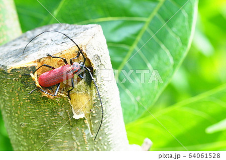 ベニカミキリ ベニカミキリ 64061528