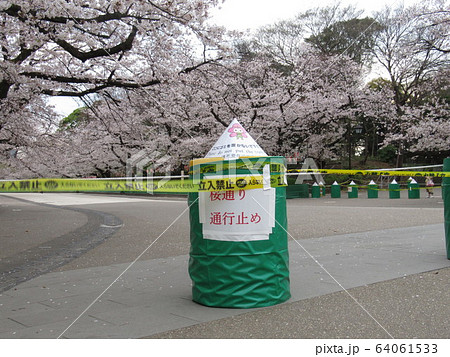上野公園の桜並木(封鎖当日) 上野公園の桜並木(封鎖当日) 64061533