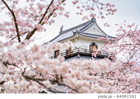 白石城と桜　宮城県白石市 64061591