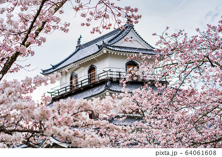 白石城と桜 宮城県白石市 白石城と桜 宮城県白石市 64061608