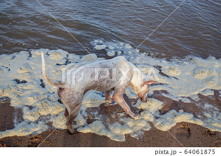 White thai dog playing Dirty Sea foam or Whipping cream ocean, Pollution of environment 64061875