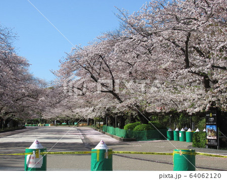 上野公園、満開の桜 64062120