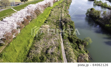 京都の桜並木 京都の桜並木 64062126