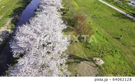 京都の桜並木 64062128