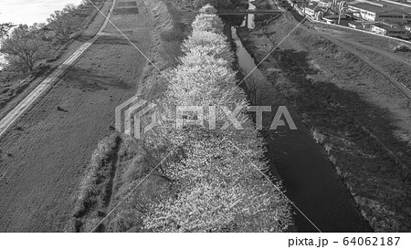 【セピア】京都の桜並木 【セピア】京都の桜並木 64062187