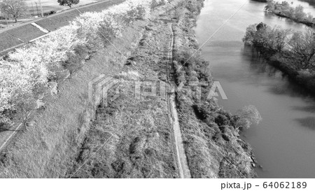 【セピア】京都の桜並木 【セピア】京都の桜並木 64062189