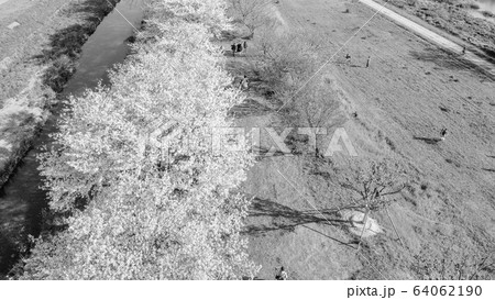 【セピア】京都の桜並木 【セピア】京都の桜並木 64062190