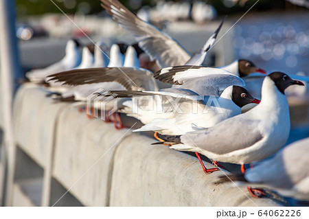 Seagulls flying and standing at Sukta Bridge, Bangpu, Samut Prakan, Province, Thailand, Larus brunnicephalus, Close up shot, Select focus, Birds photography travel 64062226