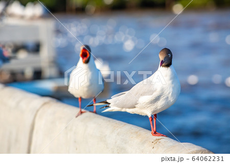 Two Seagulls standing at Sukta Bridge, Bangpu, Samut Prakan, Province, Thailand, Larus brunnicephalus, Close up shot, Select focus, Birds photography travel 64062231