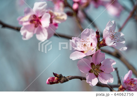 bright pink and white flowers on trees, blooming, bright pink and white flowers on trees, blooming, 64062750