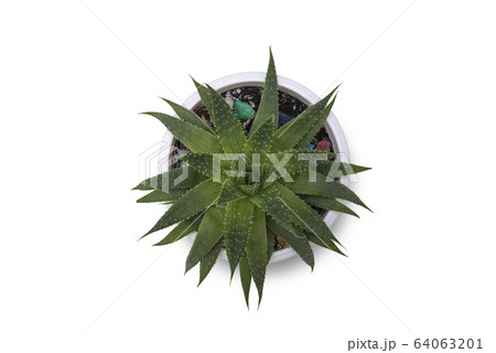 Small cactus isolated on white background. Succulents and aloe in colorful white pot. 64063201