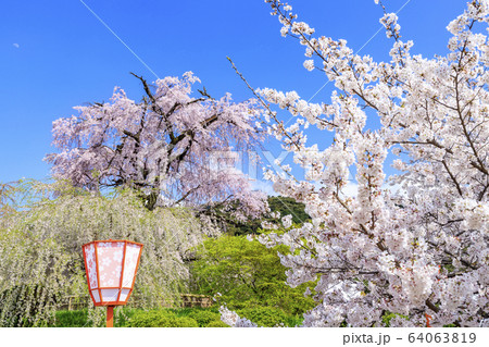 円山公園　桜 64063819