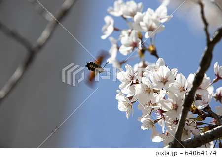 自然 植物 花 64064174