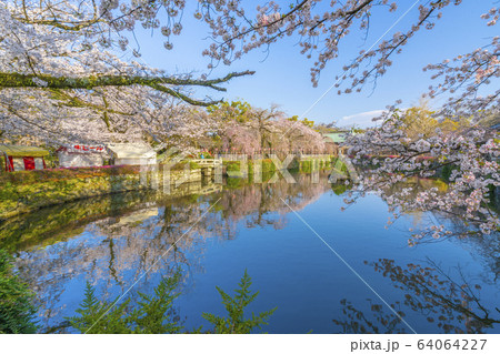 【静岡県】　三嶋大社　桜 64064227