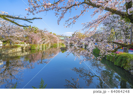 【静岡県】　三嶋大社　桜 64064248