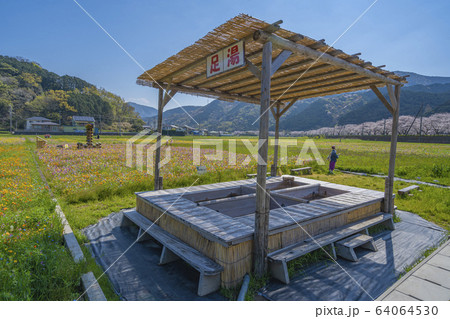 那賀川沿いの花畑と桜並木　【静岡県　松崎町】 64064530