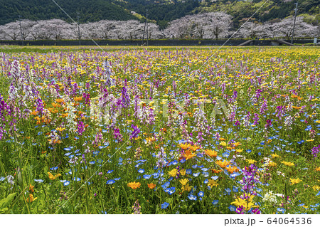 那賀川沿いの花畑と桜並木　【静岡県　松崎町】 64064536