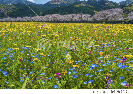 那賀川沿いの花畑と桜並木　【静岡県　松崎町】 64064539