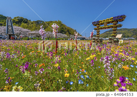 那賀川沿いの花畑と桜並木　【静岡県　松崎町】 64064553