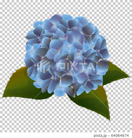 青色のアジサイの花 64064674