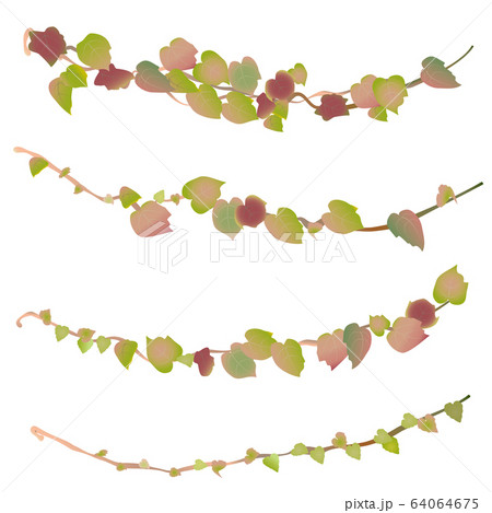 ツタの葉のつるのイラストセット 64064675