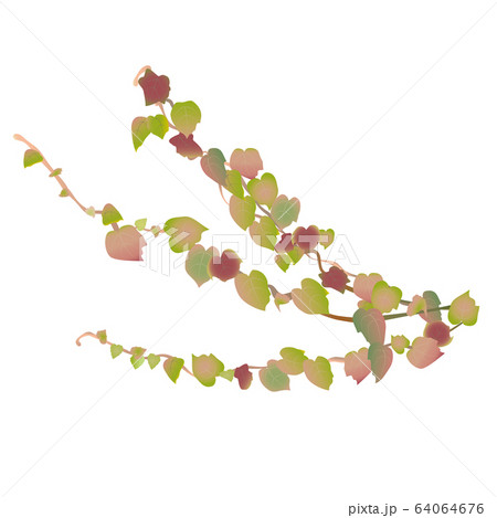 ツタの葉のつるのイラスト 64064676