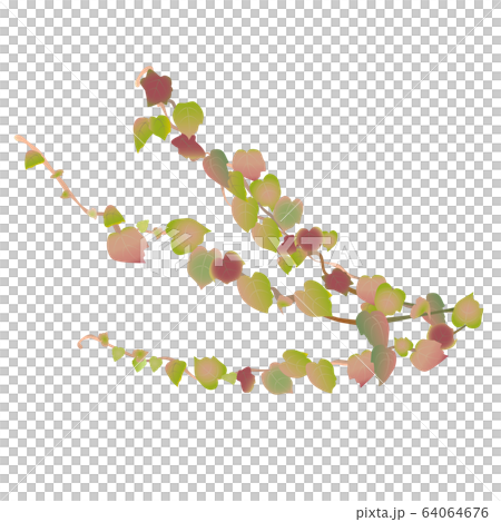 ツタの葉のつるのイラスト 64064676