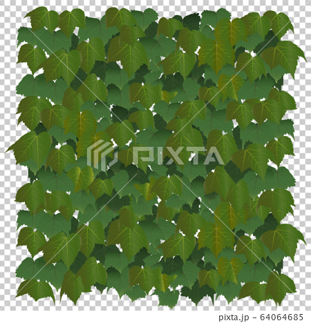 ツタの葉のグリーンカーテンのイラストのイラスト素材