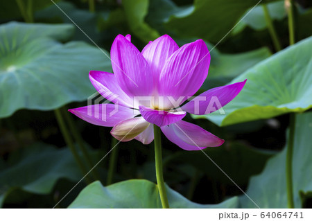 蓮 ピンク 花 64064741
