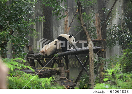 ジャイアントパンダ 64064838
