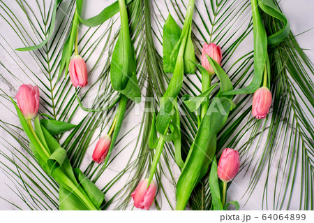 Spring flower pink tulips Spring flower pink tulips 64064899